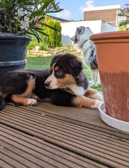 Australian Shepherd Mädchen mit ASCA Papieren - Dürnau (Regierungsbezirk Stuttgart)