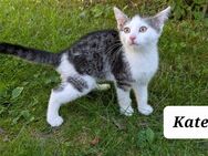 Katzenbabys Kitten Babykatzen Kätzchen - Peißenberg
