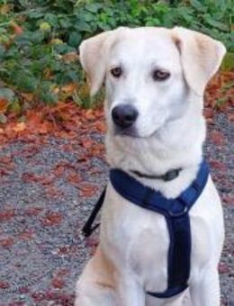 Zuhause gesucht für Nora - München