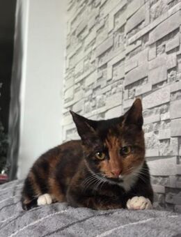 Sansa aus dem Tierschutz - Grevenbroich