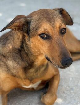 Yogui sucht Menschen mit Geduld - Laatzen