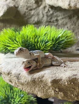 Halsbandleguan (Crotaphytus collaris collaris) - Niedernhall Zentrum