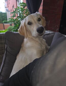 Junghündin sucht Traumschloss 💒 - Hamburg