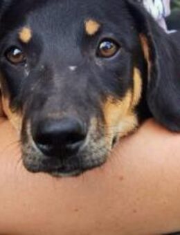 Unser Gute-Laune-Hund Arthur - München