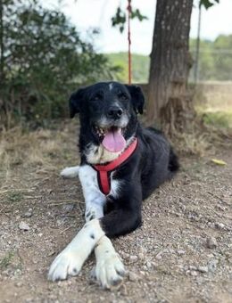 Rock❤️toller unkomplizierter Bub - Hamburg