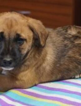 Ayda ❤️ Schutzgebühr 500 Euro - Burgsinn