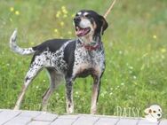 Daisy sucht liebevolles Zuhause - Untergruppenbach