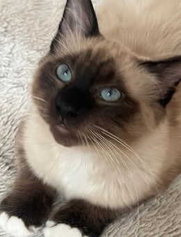 Heilige Birma - Bergisch Gladbach