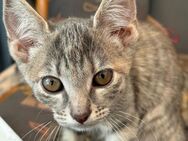 Katzenbabys suchen ein neues Zuhause! - Perl