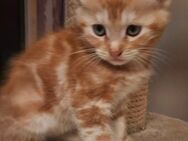 Maine Coon Kitten Mix - Buchen (Odenwald)