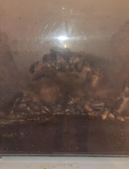 Vogelspinne + Dubia-Kolonie - Königswinter