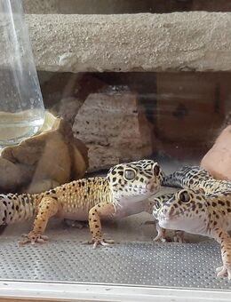 Leopardgeckos mit/ ohne Terrarium - Potsdam