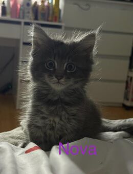 4 zuckersüße Maine Coon Kitten/Katzenbabys suchen liebevolle Dosenöffner zum 04.10.2025 - Breitenfelde