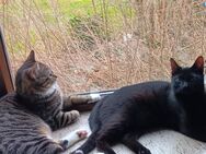 Hauskatzen - Bassum