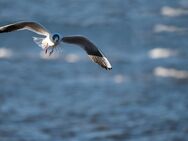 Das Familienleben in ruhiger Lage nahe der Ostsee genießen! - Rerik