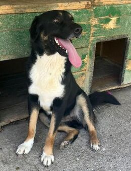 Joe-Verschmuster Schatz - Obertshausen