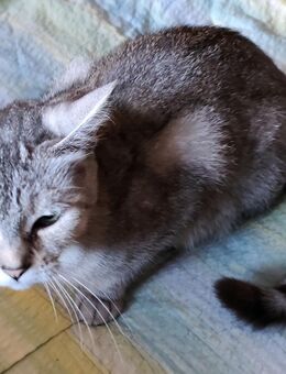 Sibirische Waldkatze - Lichtenstein