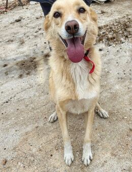 Molly - unser Notfall - Bergisch Gladbach