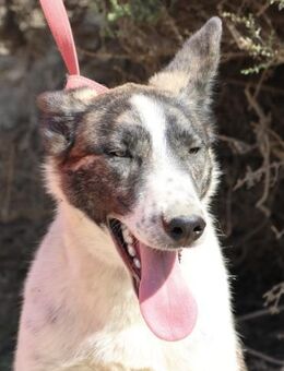 Rodolfo, respektvoll, freundlich, offen - Westerholt