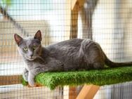 FiV+ Katze Grace - Grevenbroich