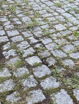 Mache Ihren Garten kostenlos Winterfertig - Sulzbach-Rosenberg