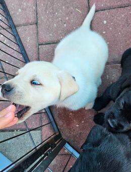 Labrador-Retriever Welpen - Harburg (Schwaben)