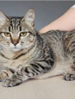 Campana - verspielt & verschmust, ruhig - Wilhelmsfeld