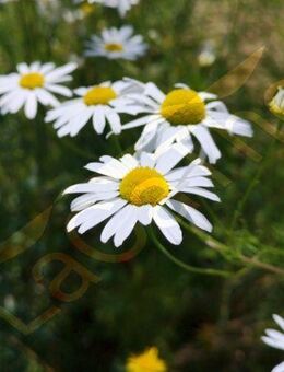 Echte Kamille Samen Kamillenblüte Heilpflanze Kamillen Tee Kamillensamen weiße Blüten mit gelber Mitte Blumen Heilwirkung DIY heimisches insektenfreundliches wildflower garden Saatgut Geschenk flower present Sonne Vatertag Geschenk Blumenwiese - Pfedelbach
