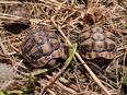Griechische Landschildkröten NZ 2024 in 39261