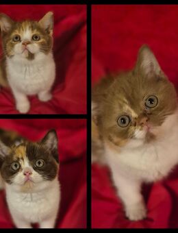 3 süße BKH kitten mädchen schoko/cinnamon - Hennef (Sieg)