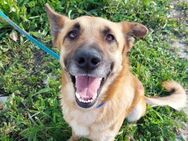 Floco - fröhlicher Hundemann - Speyer