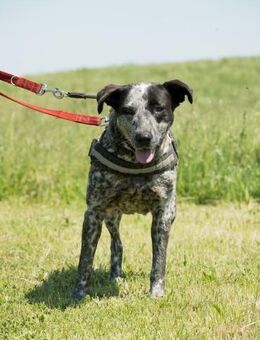 Vanda eine noch schüchterne Fee - Puchheim