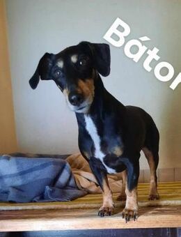 💜Bátor und Rágcsa 2 Brüder 8 Jahre - Kassel