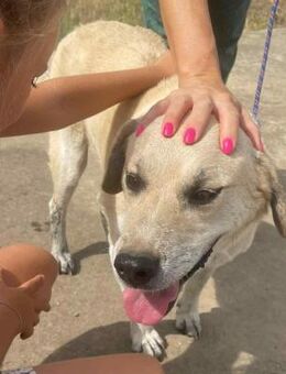 Max - lieber, unkomplizierter Labi-Mix - Hamburg