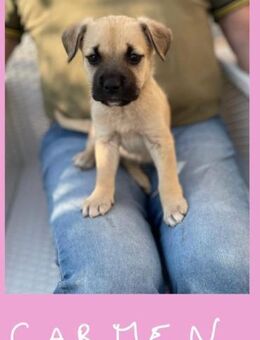 Carmen 💛💛💛 offen neugierig verspielt - Bad Karlshafen