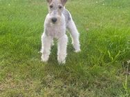 Drahthaar Foxterrier Welpe.(Rüde) - Steyerberg