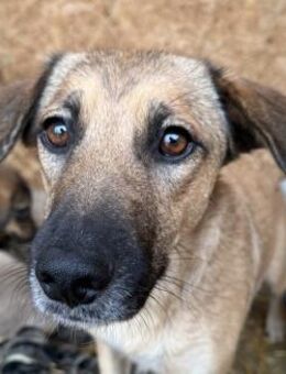 Frida - sanfte, ruhige Hündin - Hamburg