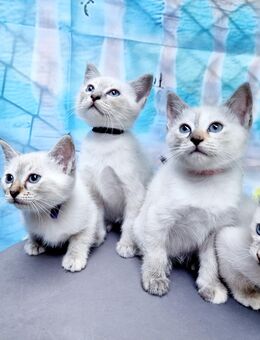 Heilige birma /Siam Mix Kitten - Overath