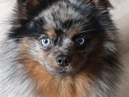 Wundersschöner Pomsky sucht ein neues Zuhause - Essenbach