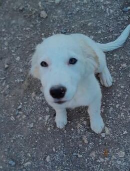 Melina freundlich und verspielt - Haan