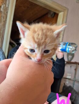 Kitten suchen ein Zuhause - Lubmin