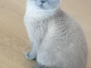 British Blue (Kater) - Elchingen