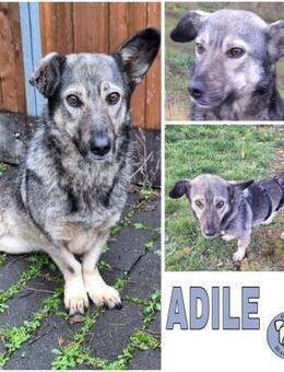 ADILE -freundlich & aufgeweckt- - Duisburg