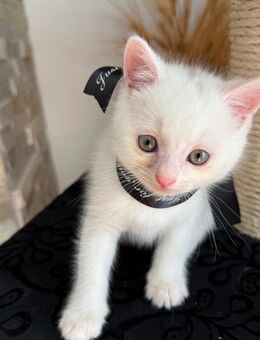 Baby Katze Kitten BKH weiss - Huy