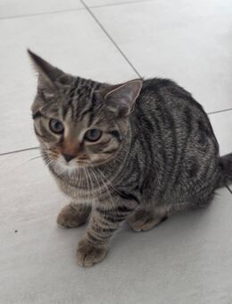Baby Kitten abzugeben - Langenfeld (Rheinland)