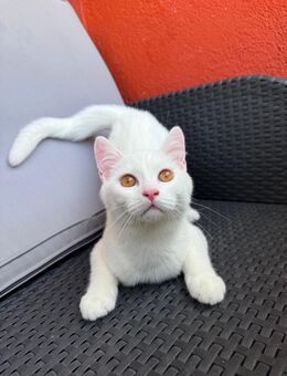 Türkisch angora Bkh mix kitten - Günzburg Zentrum