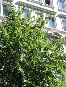 Wohnung mit 3,5 Zimmern in Harvestehude - Hamburg