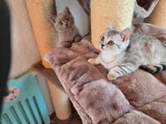 Bkh kitten 2 Stück ab sofort - Oberndorf (Neckar)