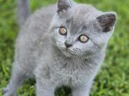 BKH Kitten suchen ein liebevolles neues Zuhause - Kreuztal