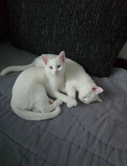 Bkh kitten - Düsseldorf